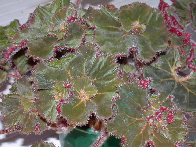 B. ‘Noel Stephens’